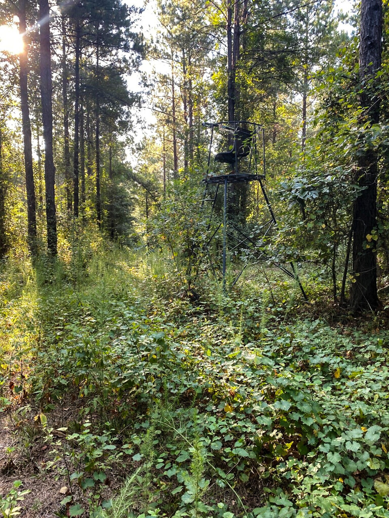 Lincoln Parish Land Package Dubach, LA for Sale