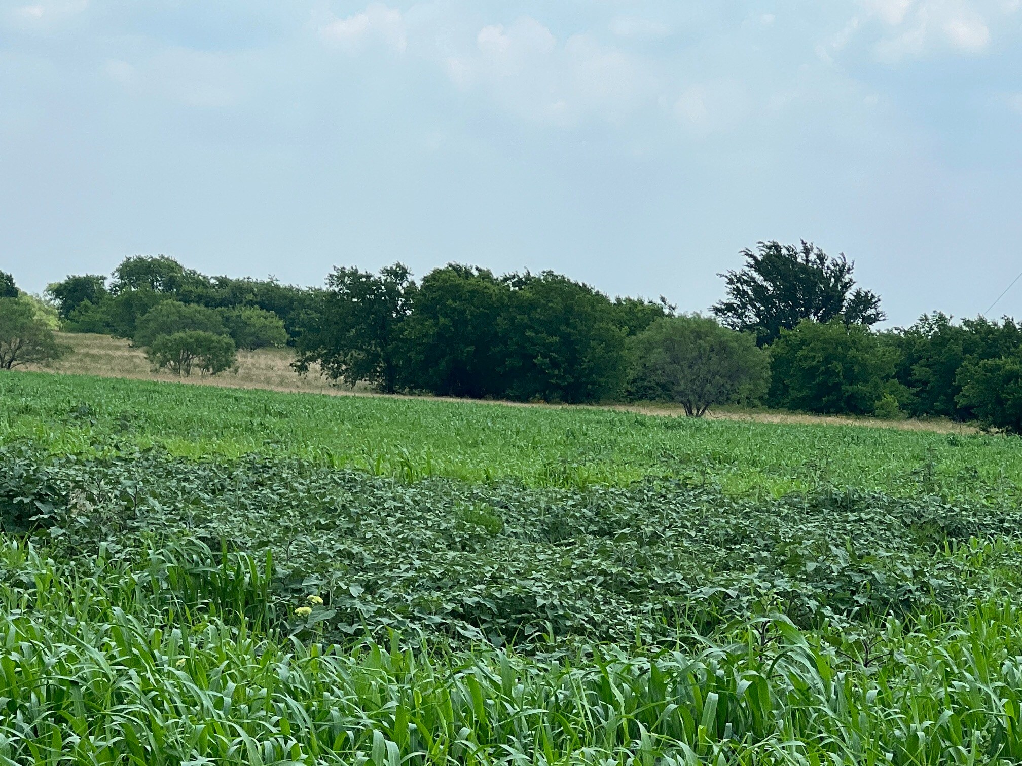 TBD Calk Rd, Gunter, TX 75058 Land for Sale