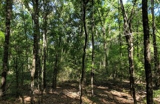 Bob Miller Rd, Crawfordville, FL for sale - Primary Photo - Image 1 of 1