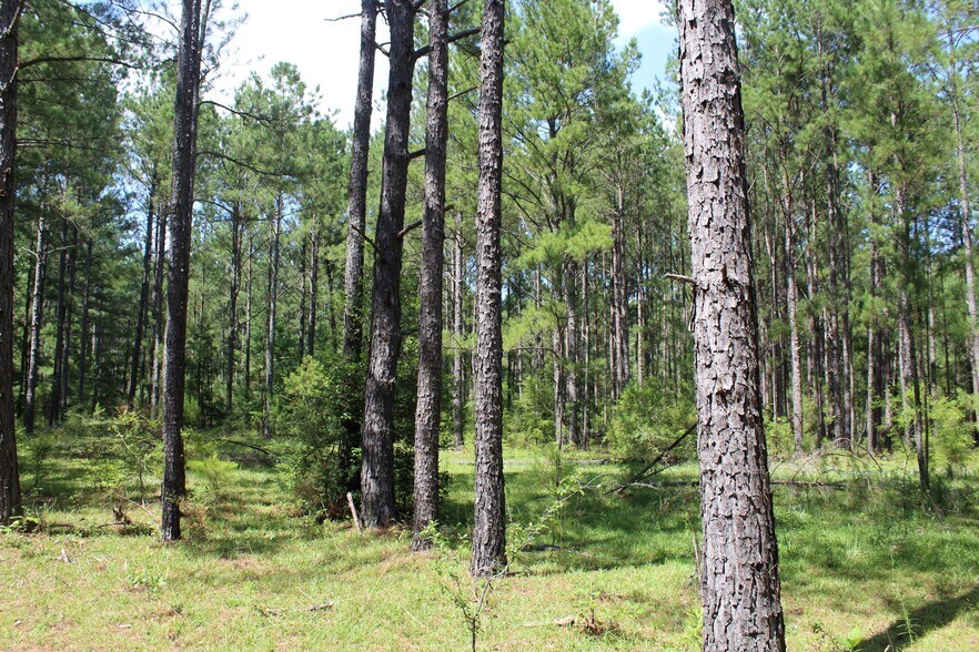 Cown Rd, Cordele, GA for sale - Other - Image 1 of 1