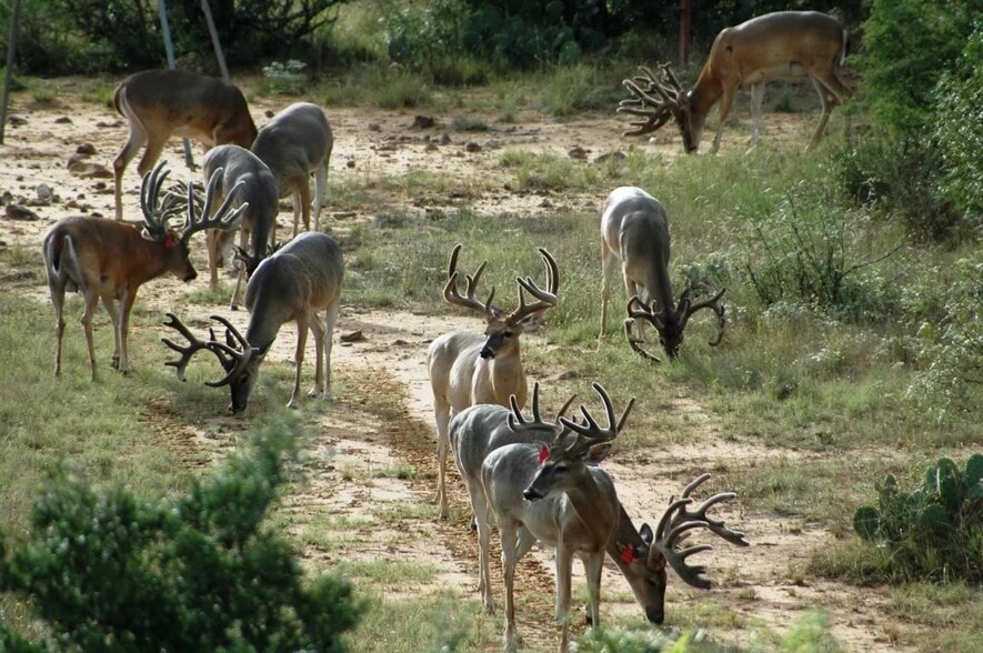 1681 FM 574 W, Mullin, TX for sale - Other - Image 2 of 83