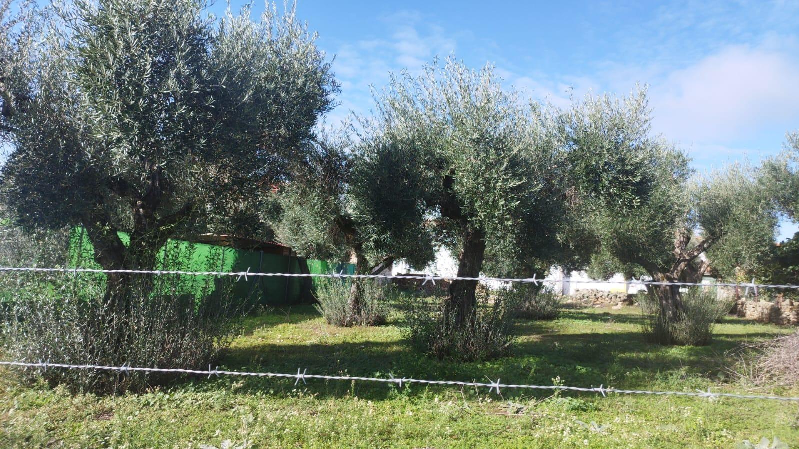 Land in Aldea del Cano, Cáceres for sale Building Photo- Image 1 of 7