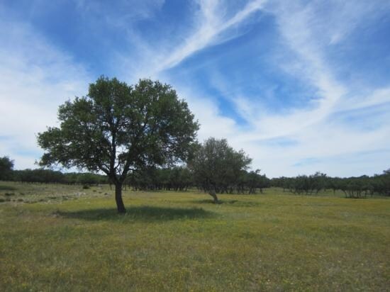 930 CR, Rocksprings, TX for sale - Primary Photo - Image 1 of 1