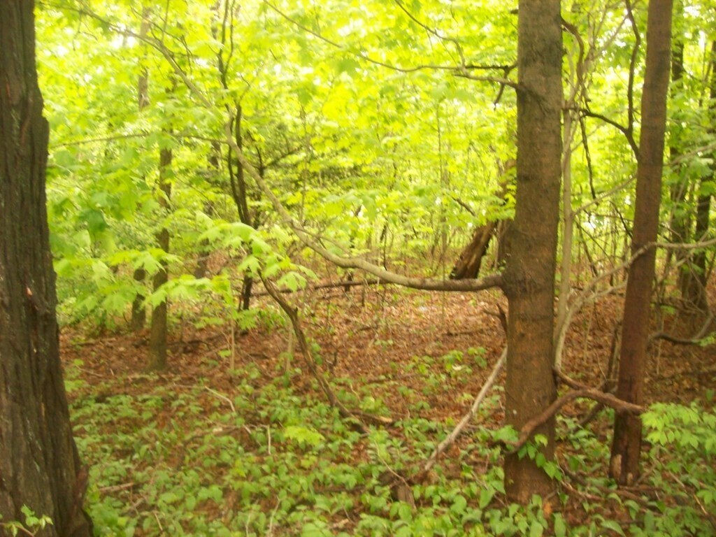 0 Elm st, Hanson, MA for sale Building Photo- Image 1 of 1