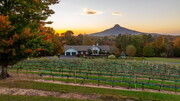 Pilot Mountain Vineyard Wedding Venue - Vineyard