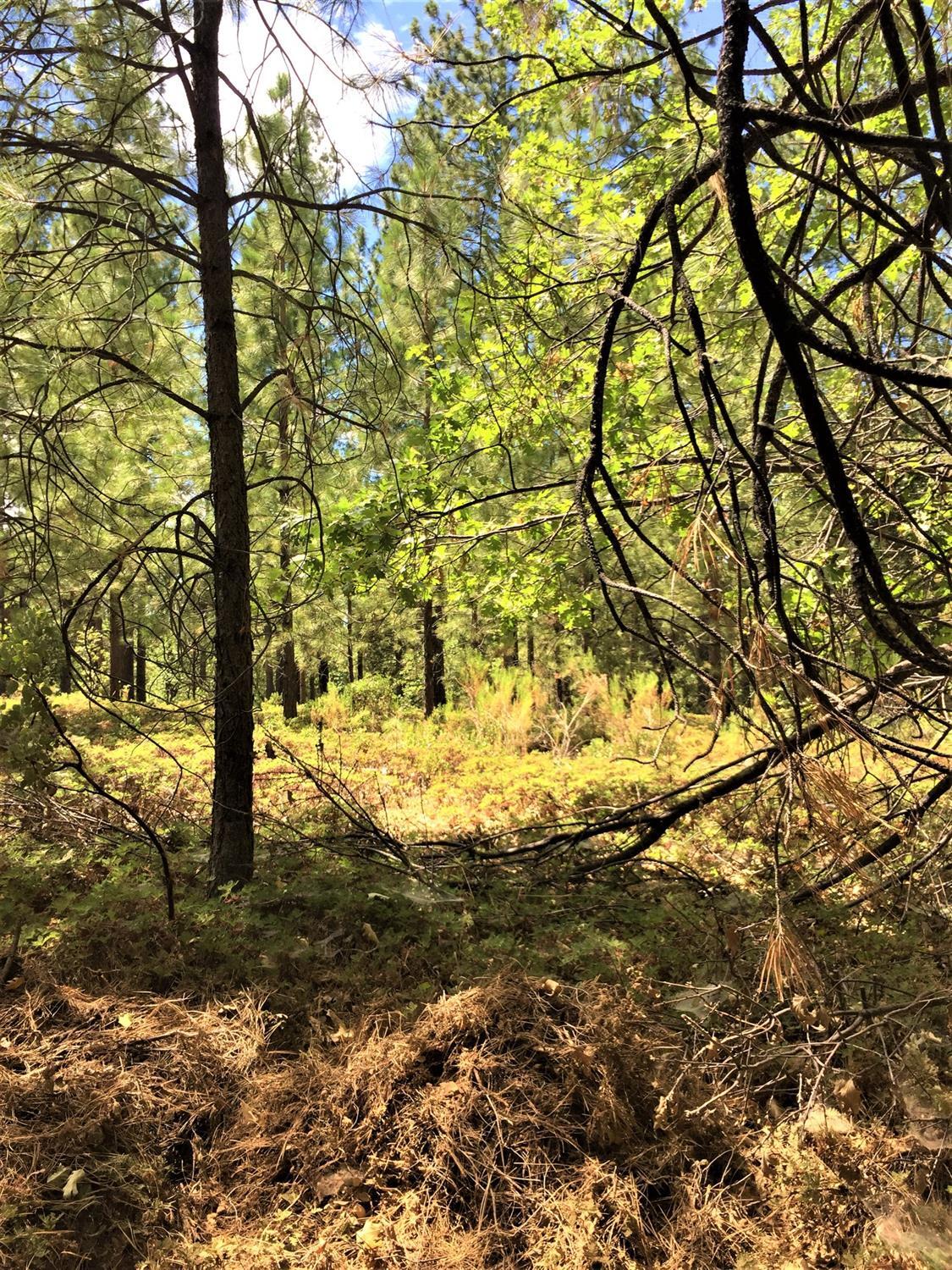 22210 Fiddletown Rd, Fiddletown, CA 95629 Take in the Splendor