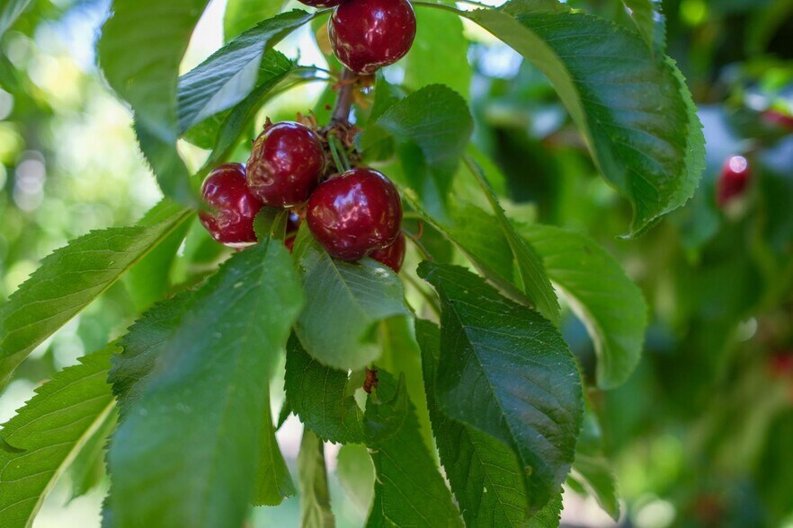 0 Rock Pile Road, Arvin, CA for sale - Primary Photo - Image 1 of 20