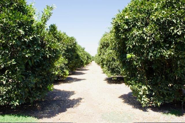 20015 Road 212, Lindsay, CA for sale - Building Photo - Image 2 of 20