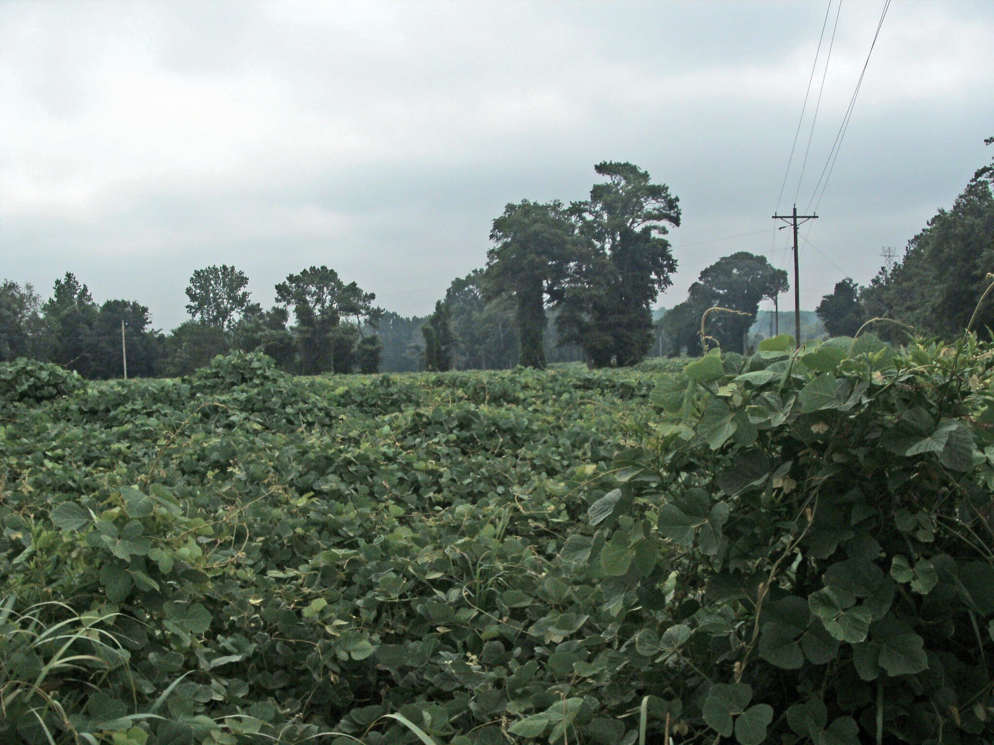 Sc-219 & Oxner Rd, Newberry, SC for sale Primary Photo- Image 1 of 1