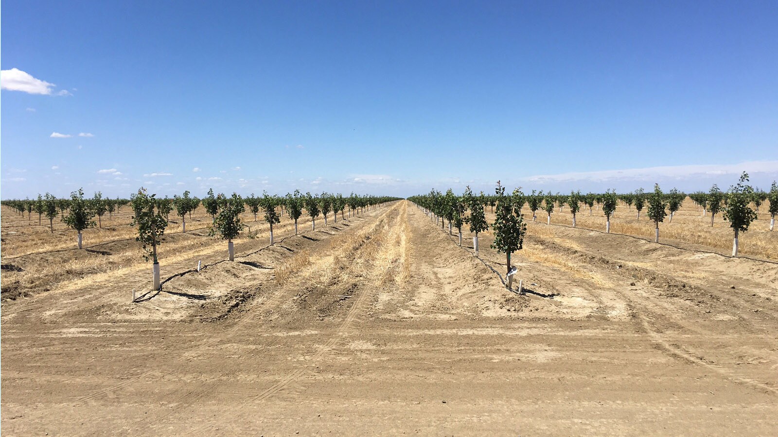 Santa Fe Pistachios, Mendota, CA for sale Other- Image 1 of 1