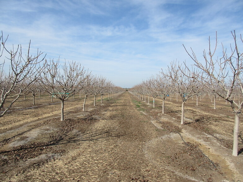 20119 Road 256, Strathmore, CA for sale - Primary Photo - Image 1 of 1