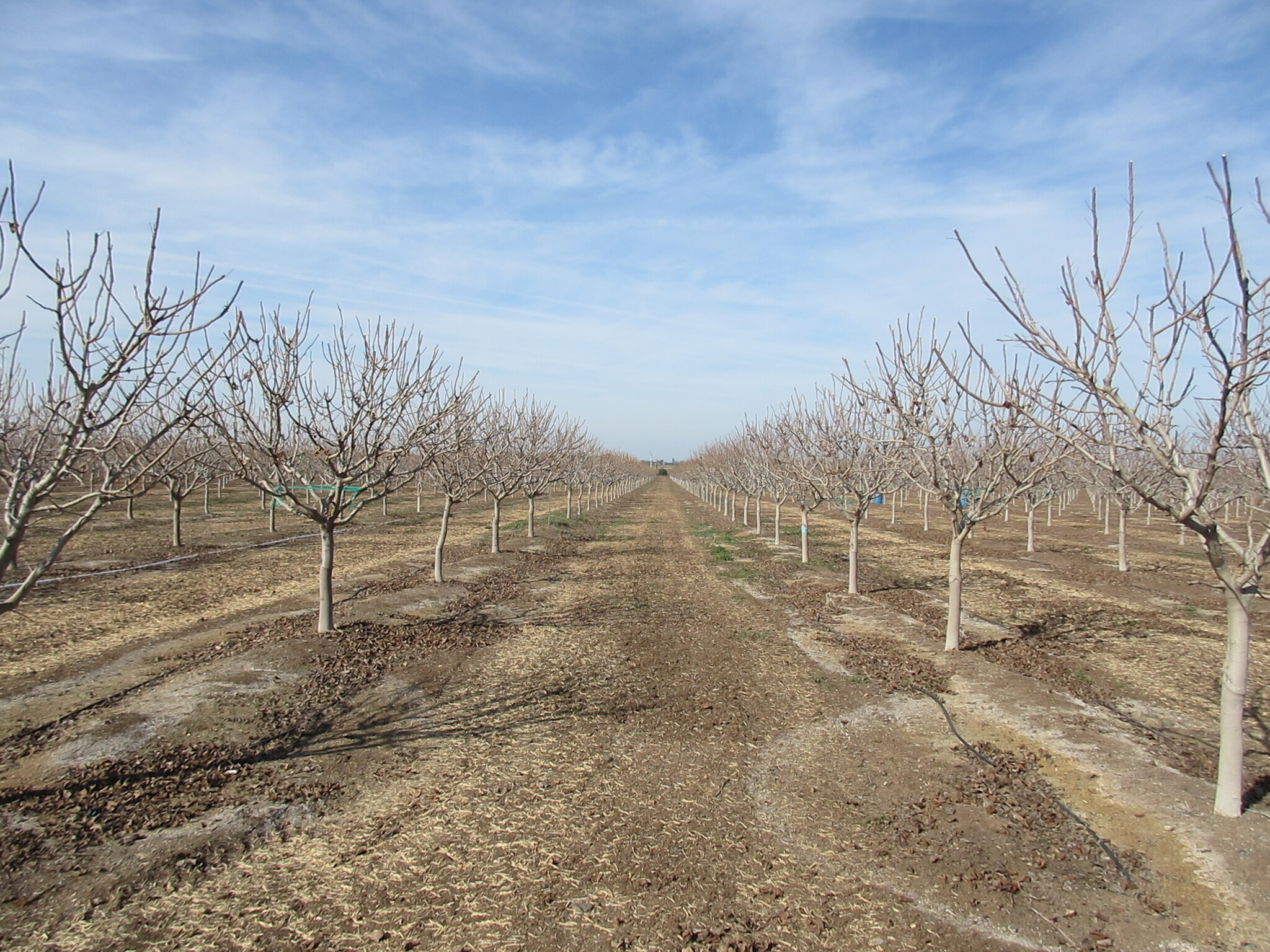 20119 Road 256, Strathmore, CA for sale Primary Photo- Image 1 of 1