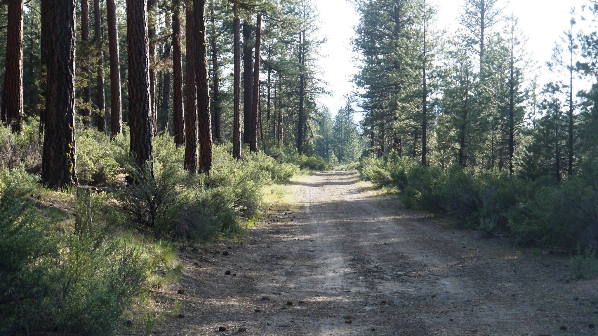 20 Acres Nf 44, Chiloquin, OR for sale Building Photo- Image 1 of 1