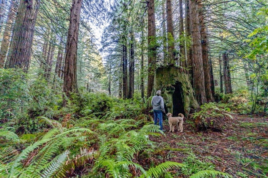 1155 Patricks Point, Trinidad, CA for sale - Building Photo - Image 2 of 6