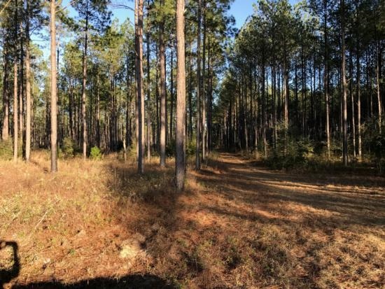 S Porter Grade Rd, Altha, FL 32421 | LoopNet