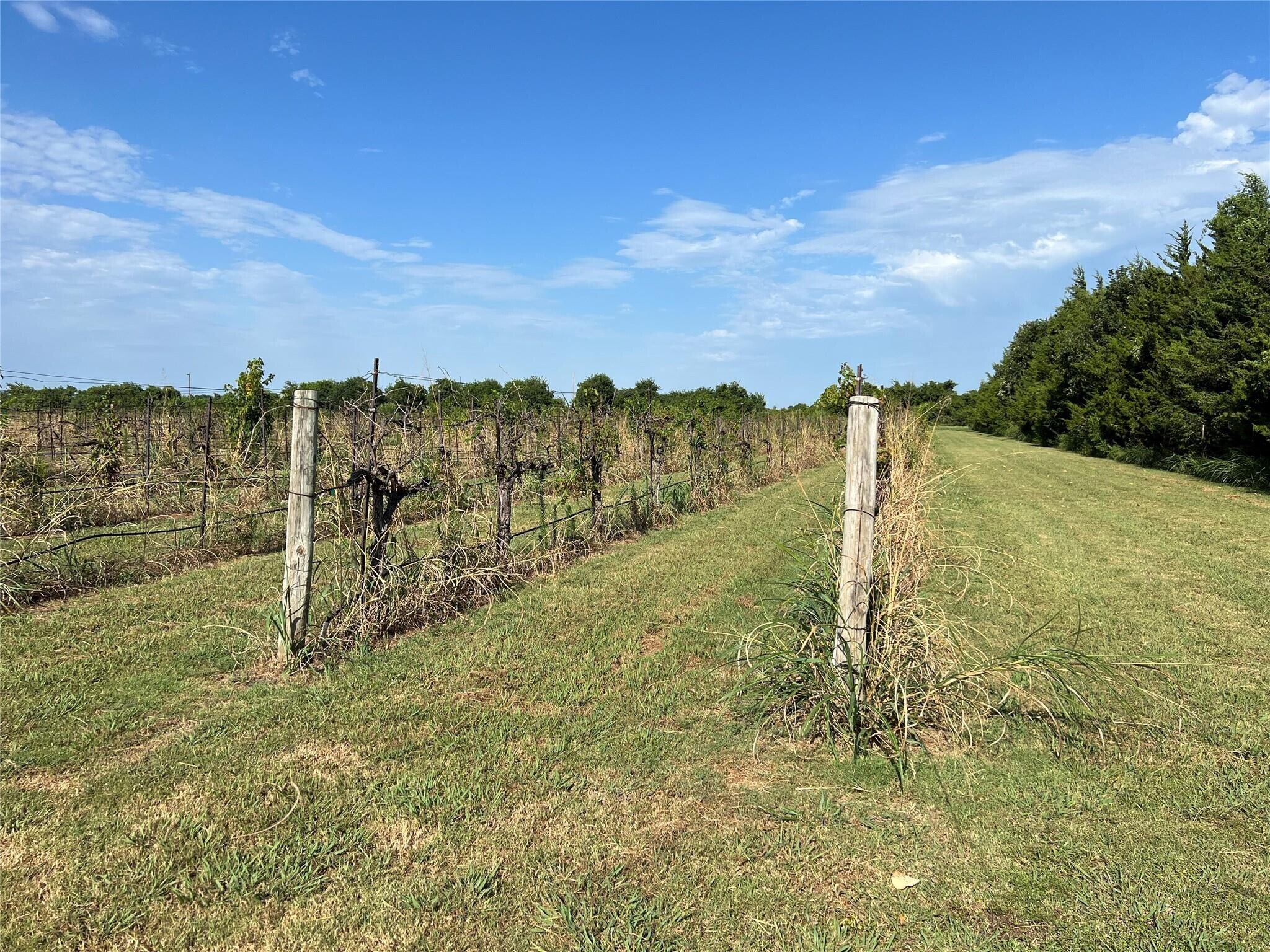 2348 Co 1035 rd, Ravenna, TX 75476 Land for Sale