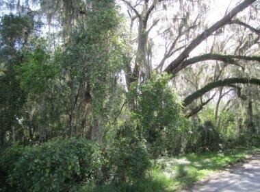 12 Acres In Alachua County, Hawthorne, FL for sale Primary Photo- Image 1 of 1