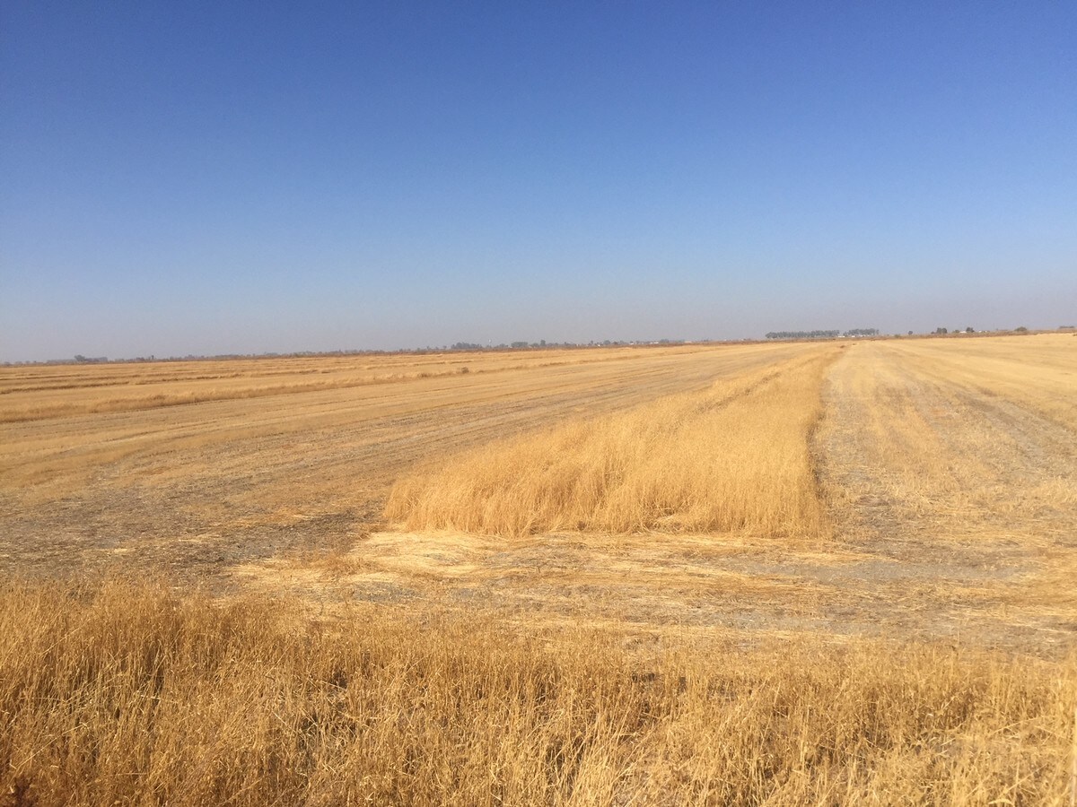 Road 40, Alpaugh, CA 93201