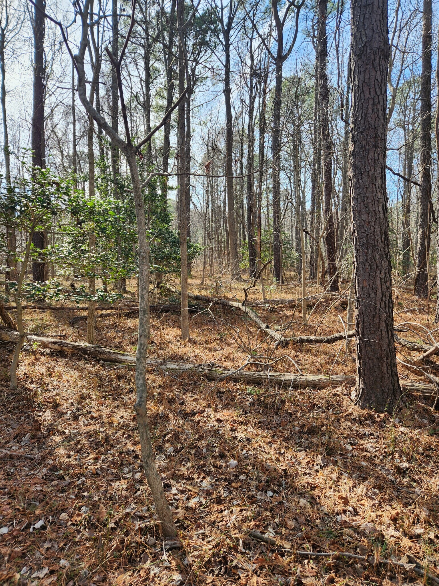 Lot 69 Plantation, Montross, VA for sale Primary Photo- Image 1 of 23