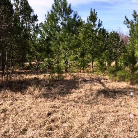 Highway 24 Turkey Branch Rd, Beulaville, NC for sale - Primary Photo - Image 1 of 1