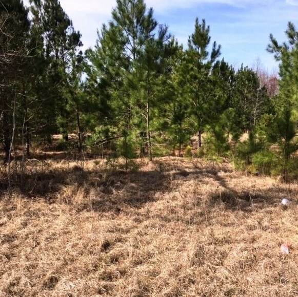 Highway 24 Turkey Branch Rd, Beulaville, NC for sale Primary Photo- Image 1 of 1