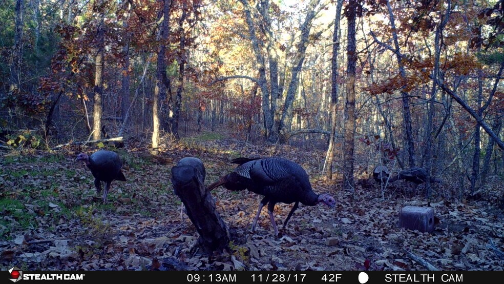 Copeland Perry Road, Warm Springs, GA for sale - Other - Image 1 of 1