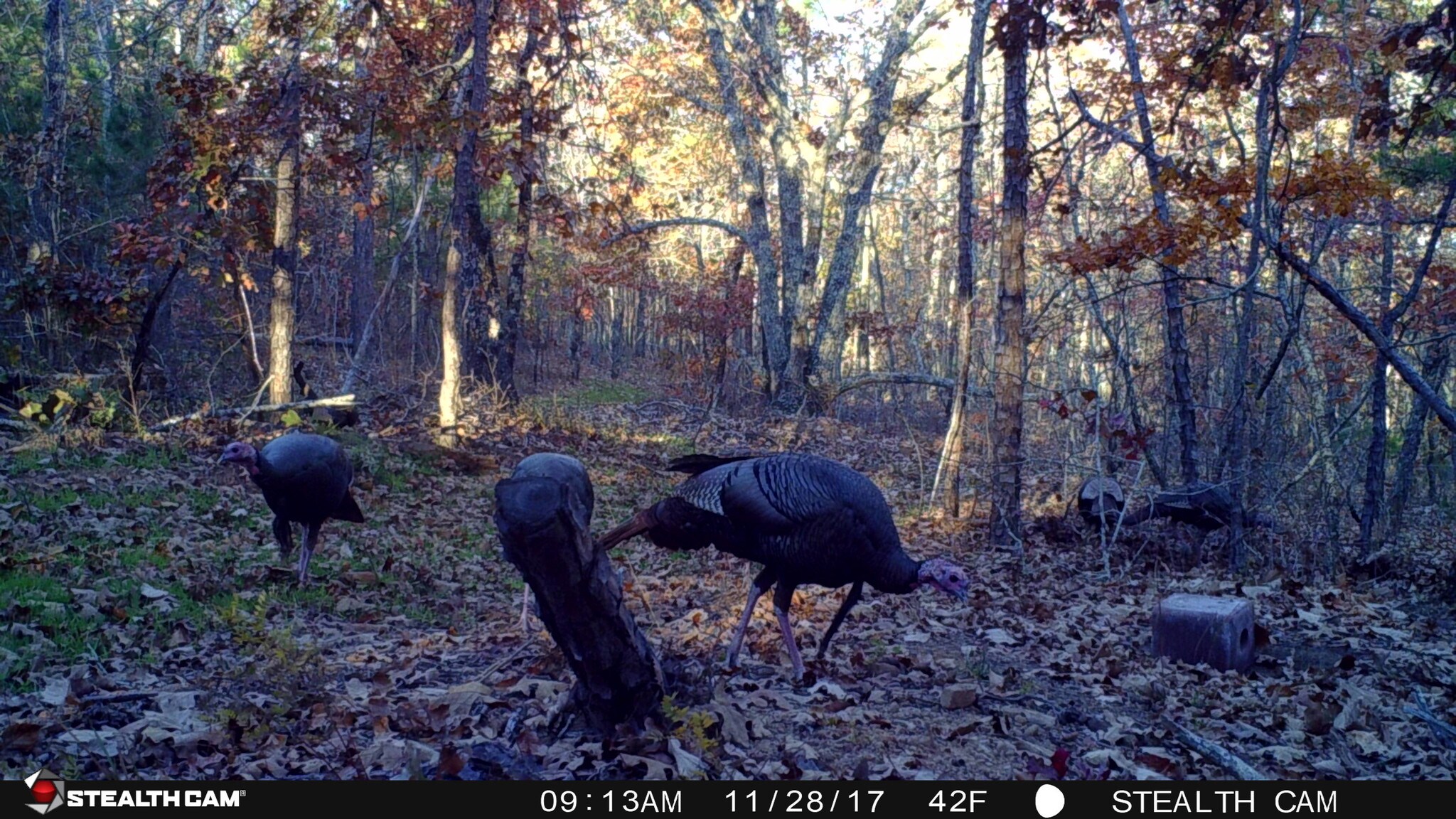 Copeland Perry Road, Warm Springs, GA for sale Other- Image 1 of 1