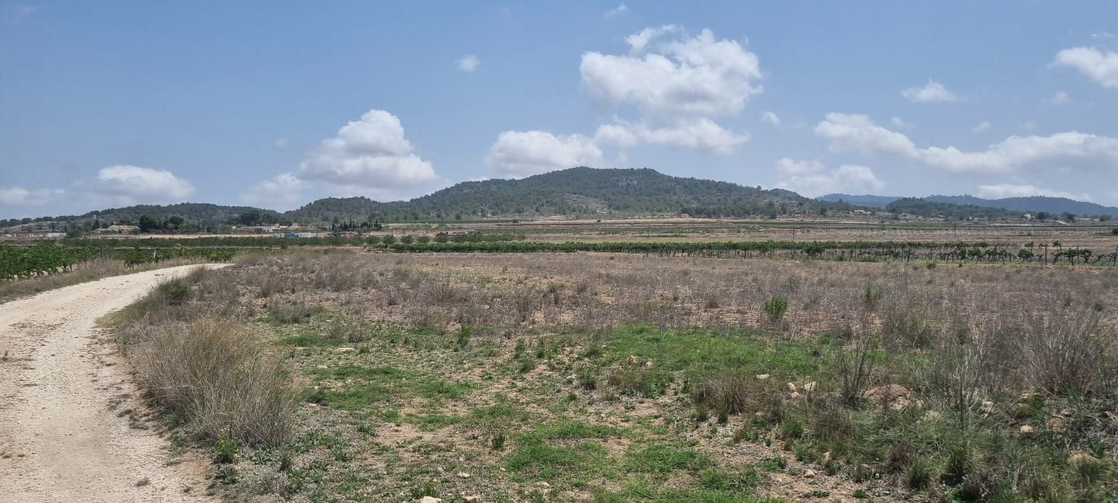 Land in PINOSO for sale Building Photo- Image 1 of 7