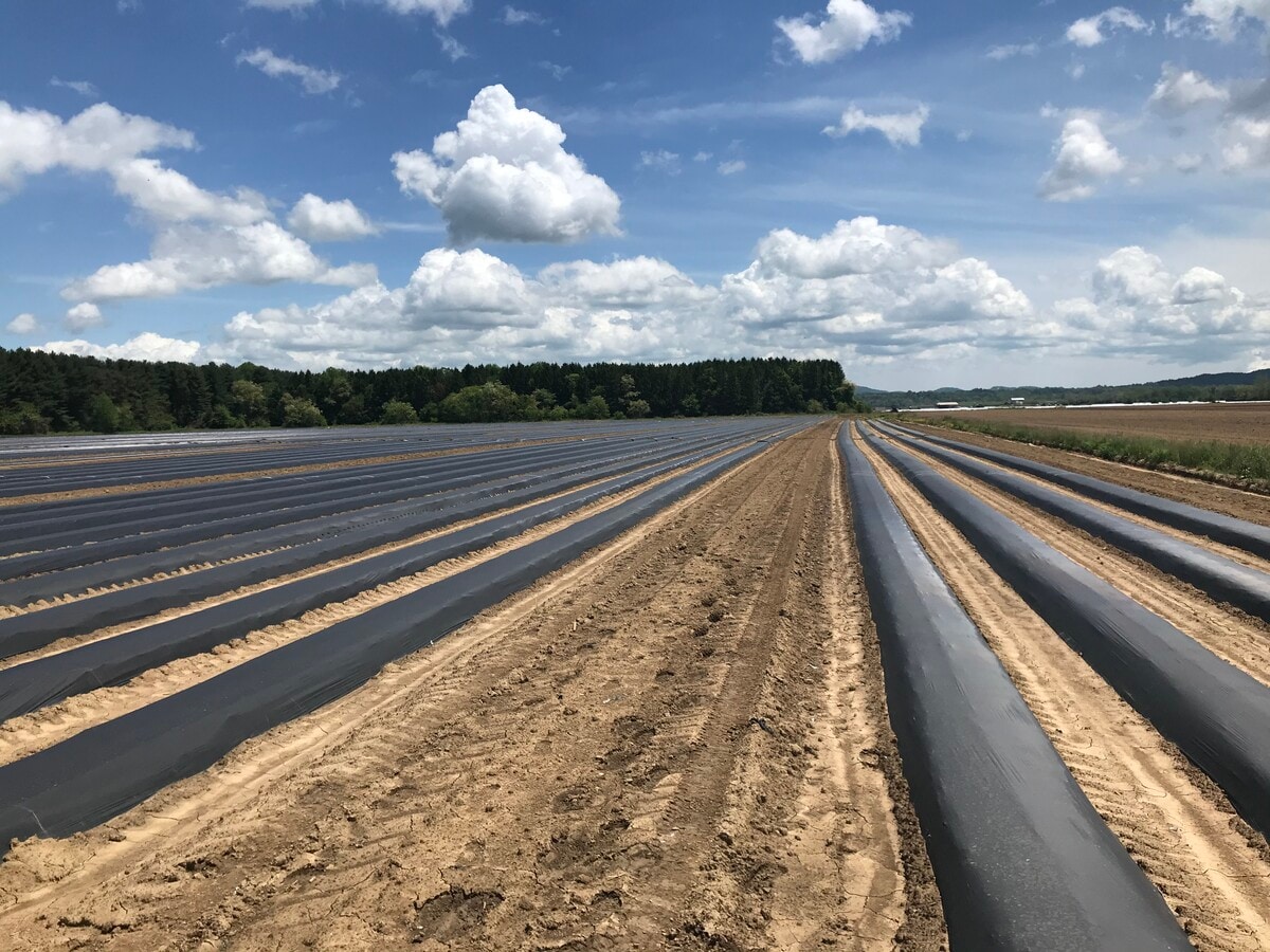 2253 Jeffress Rd, Mills River, NC 28759