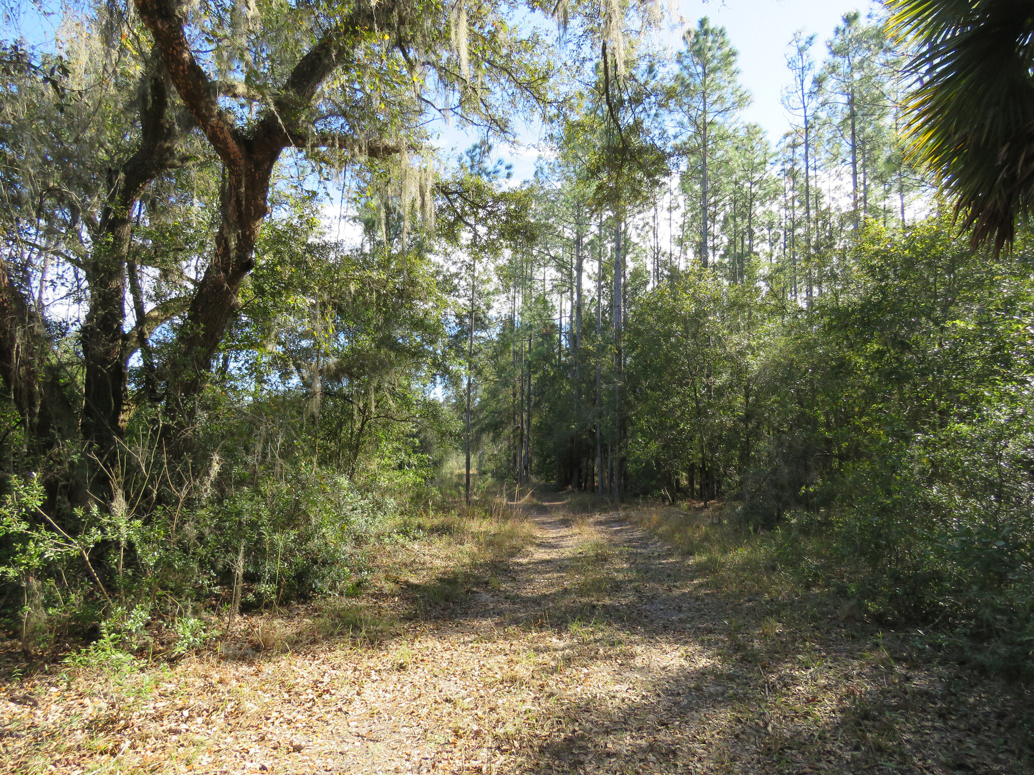 US Hwy 27, Chiefland, FL 32626 - Chiefland 40 Acres | LoopNet