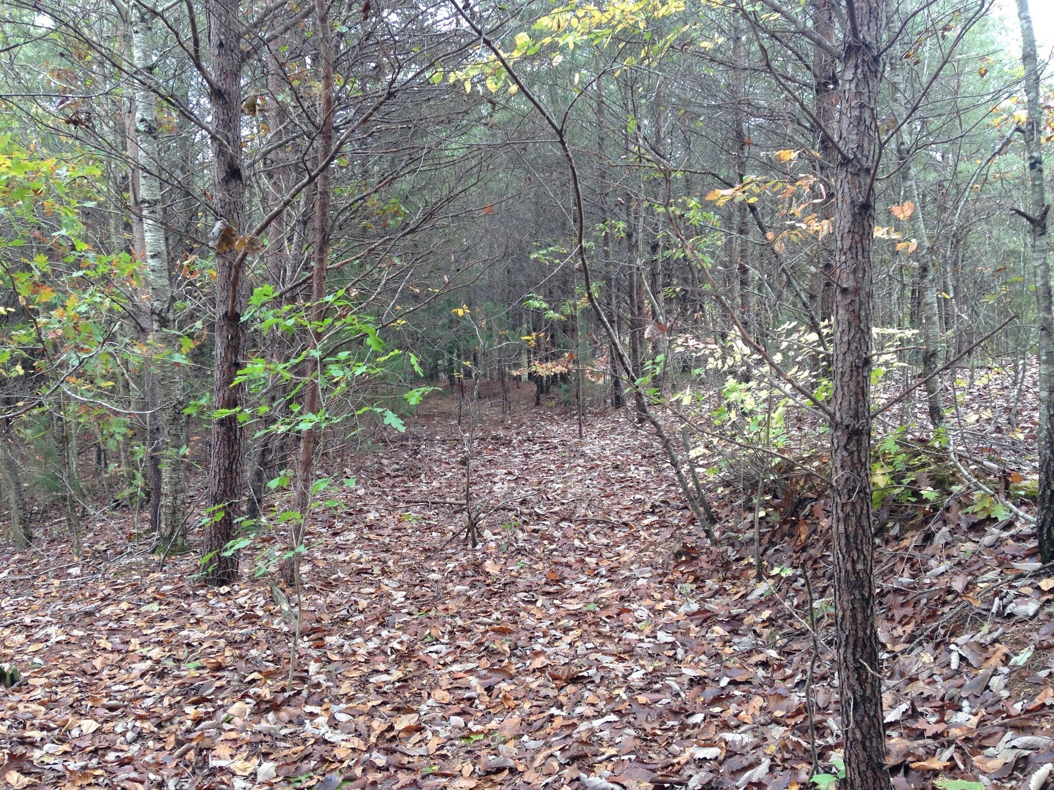 0 Nally Rd, Rydal, GA for sale Building Photo- Image 1 of 1