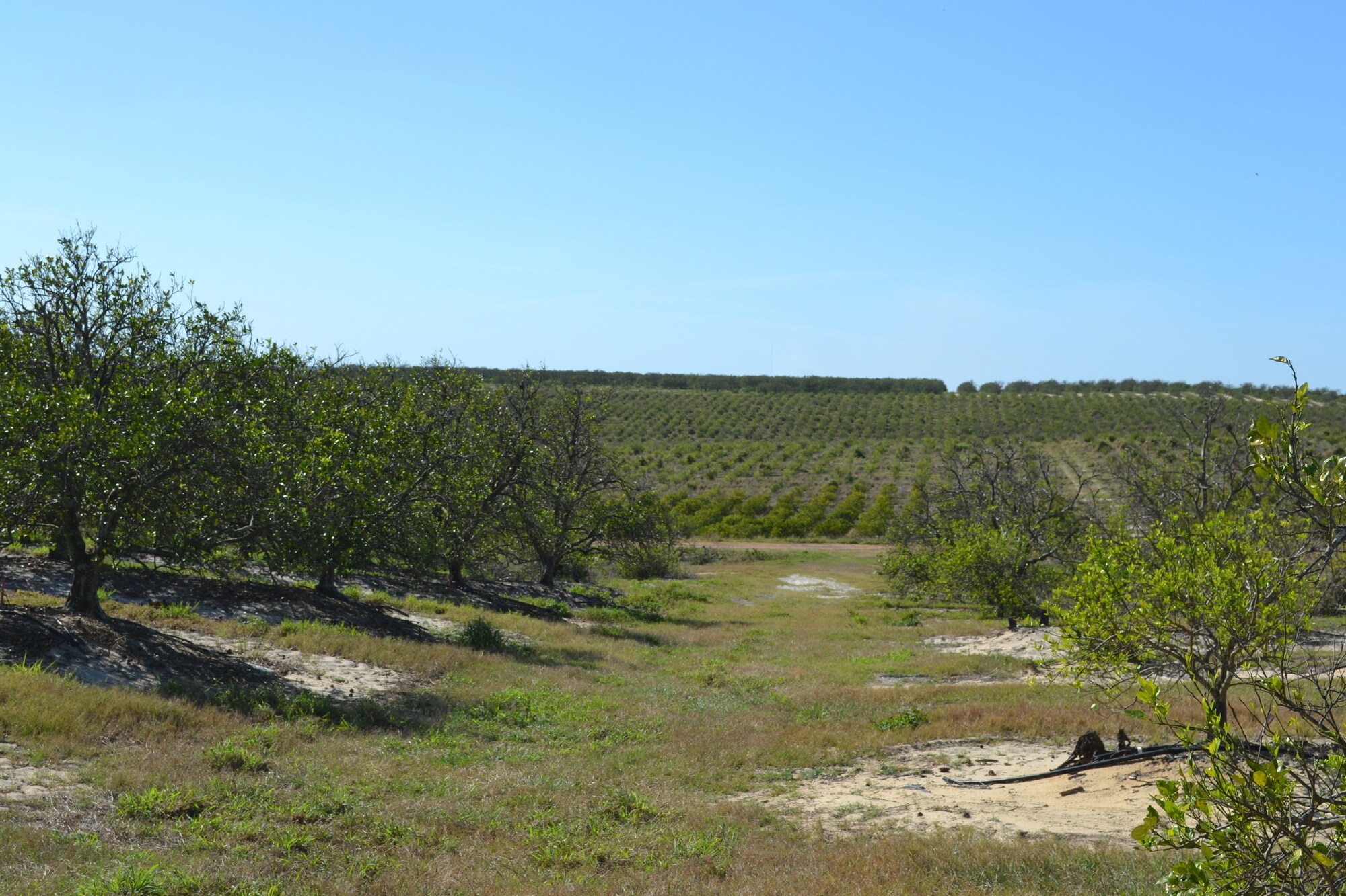 Albritton Road, Bartow, FL 33830 Sand Lake Grove