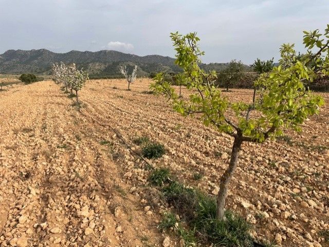 Land in Yecla for sale - Building Photo - Image 3 of 26