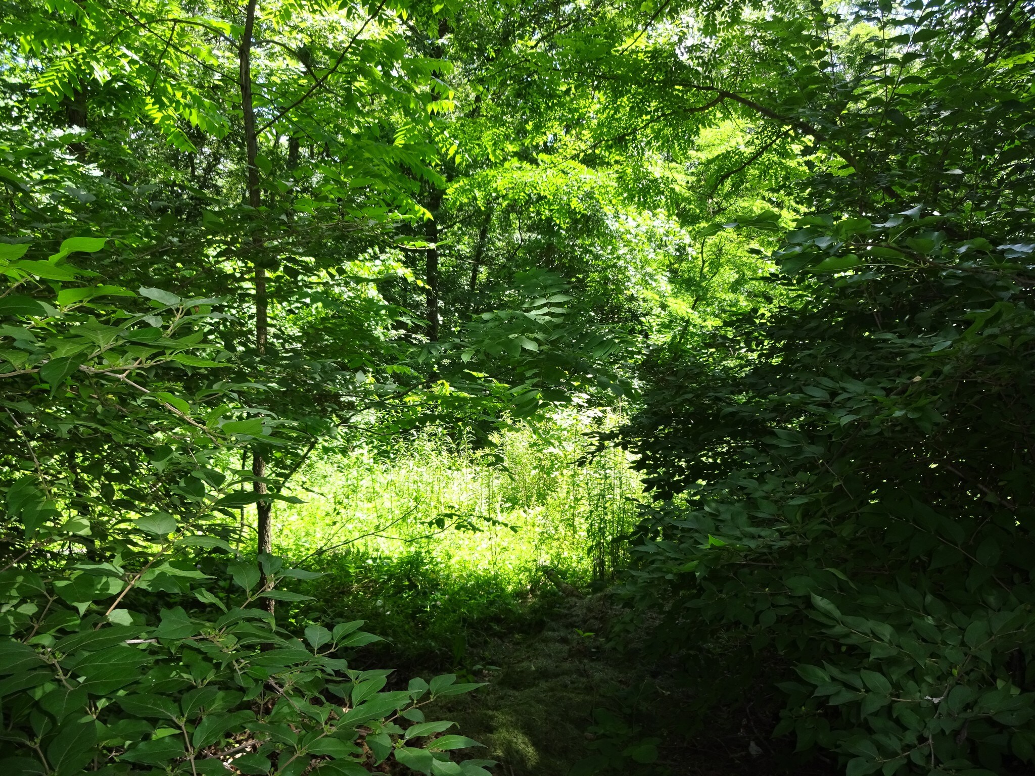 Cresap St & Broadway, Cresaptown, MD for sale Primary Photo- Image 1 of 1