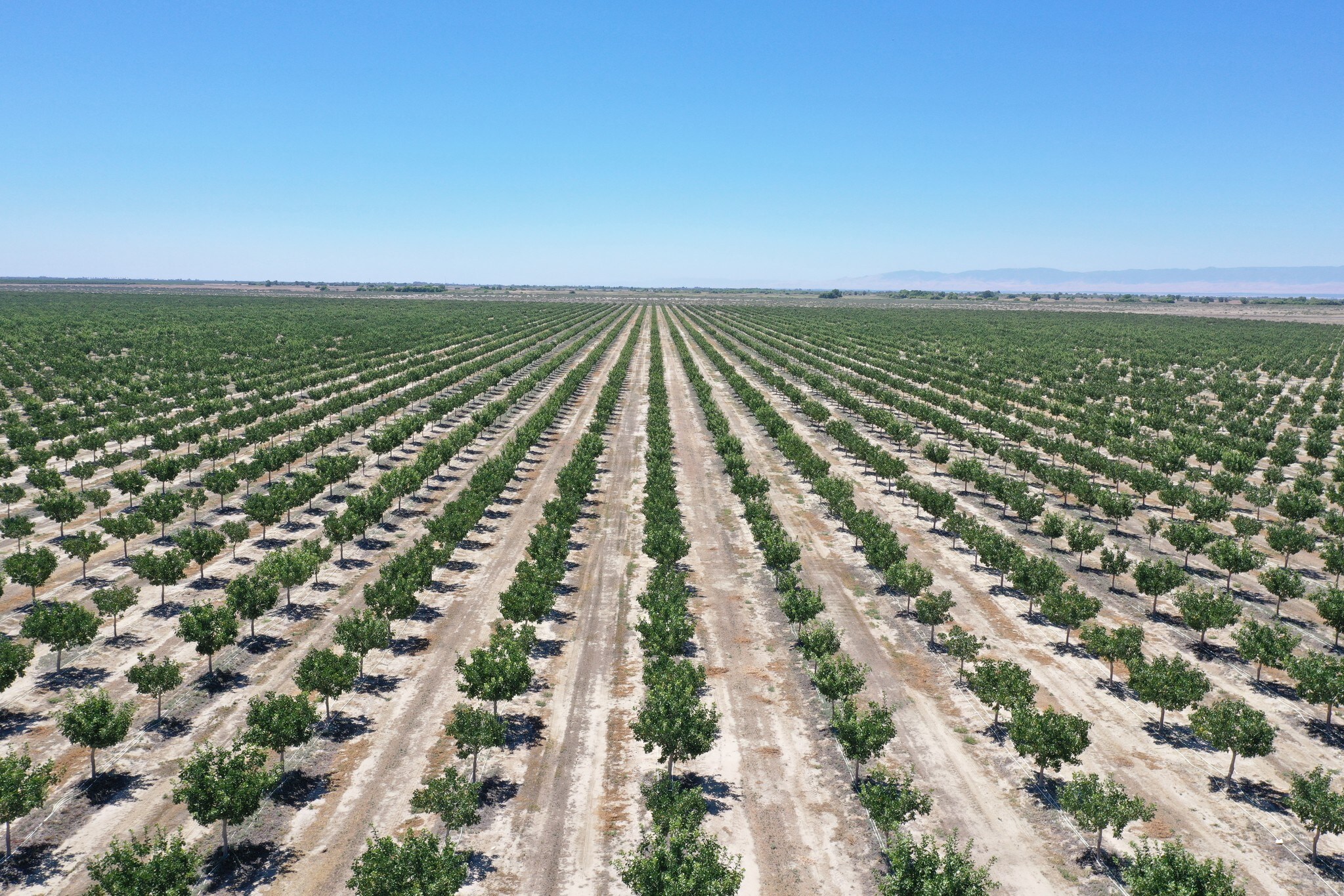 26253 W Whitesbridge Ave, Tranquillity, CA for sale Primary Photo- Image 1 of 1