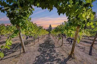 Sailor Vineyard - Vineyard