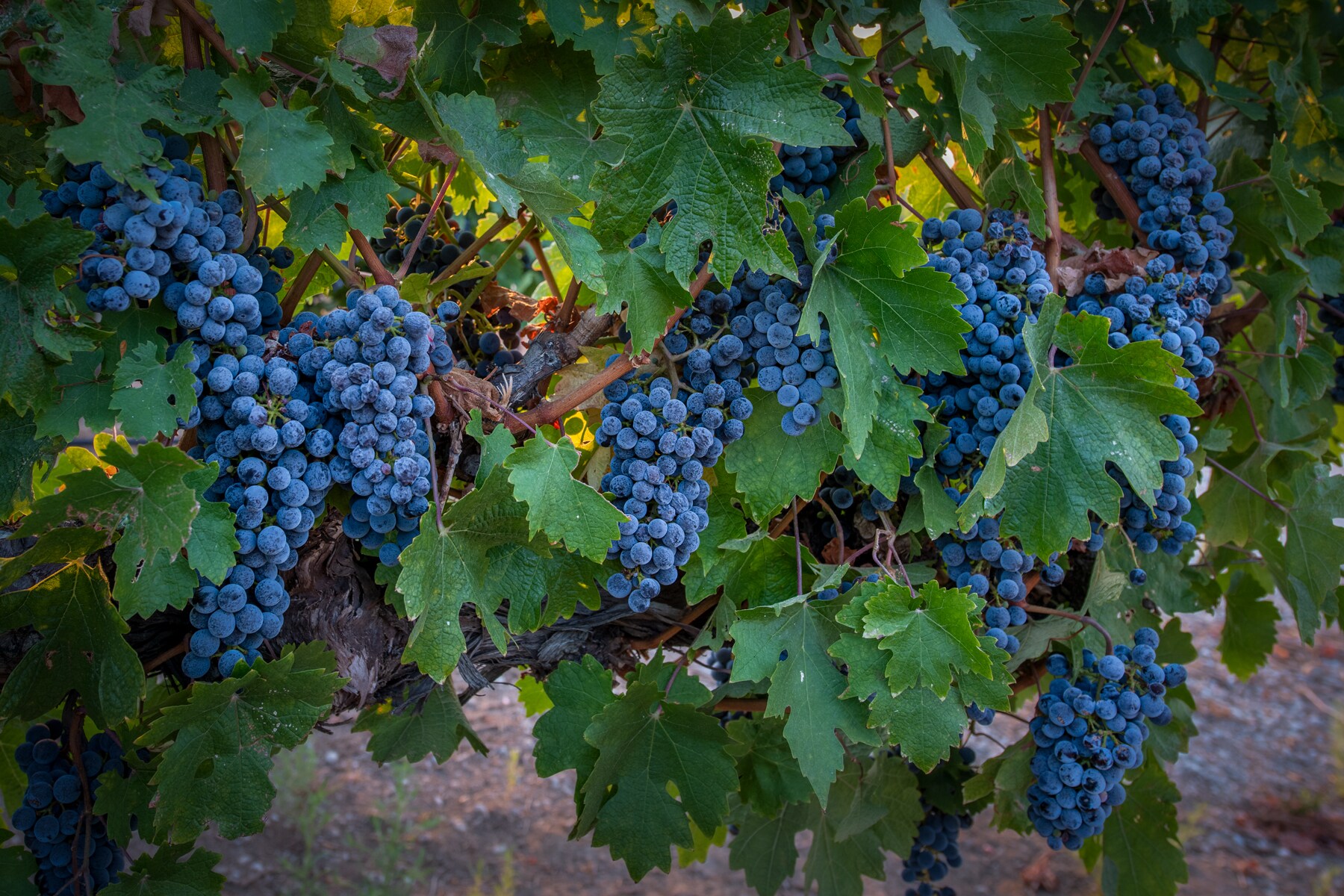 5625 Greenville Road, Livermore, CA 94550 South Livermore Vineyard