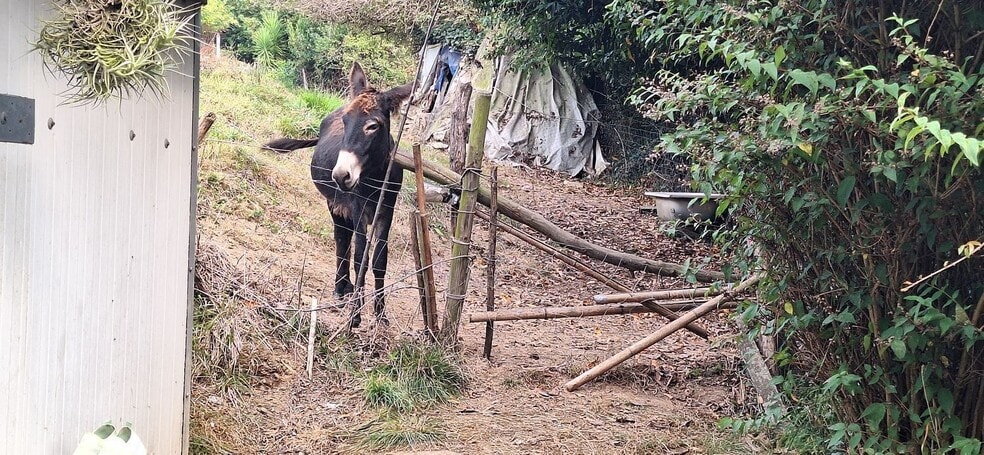 Camino del Molino, S/N, Gijón, Asturias for sale - Building Photo - Image 2 of 34