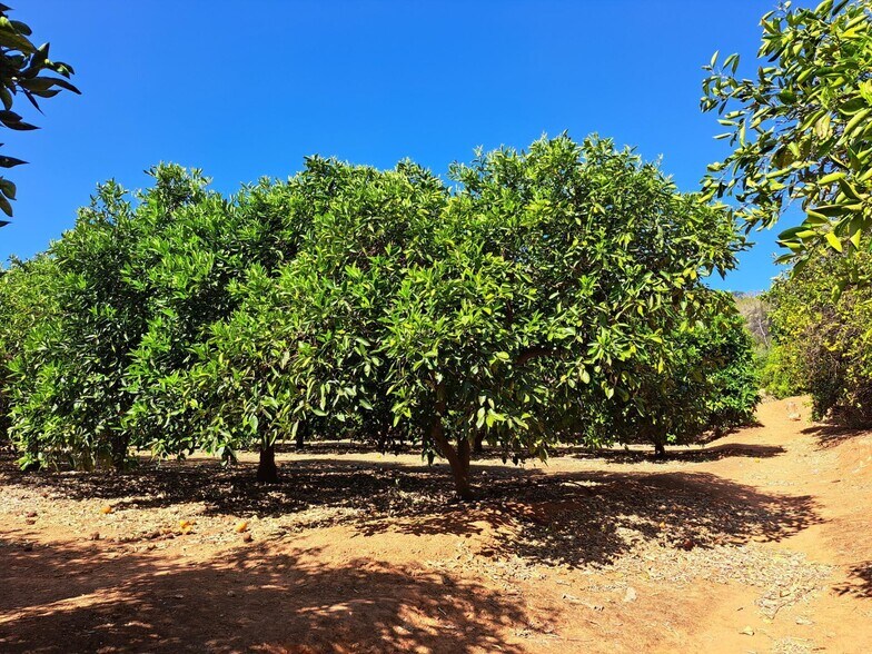 Land in Carcaixent for sale - Building Photo - Image 1 of 5