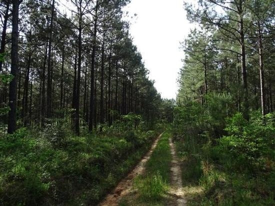 Courtney Rd, Lumberton, MS for sale - Primary Photo - Image 1 of 12