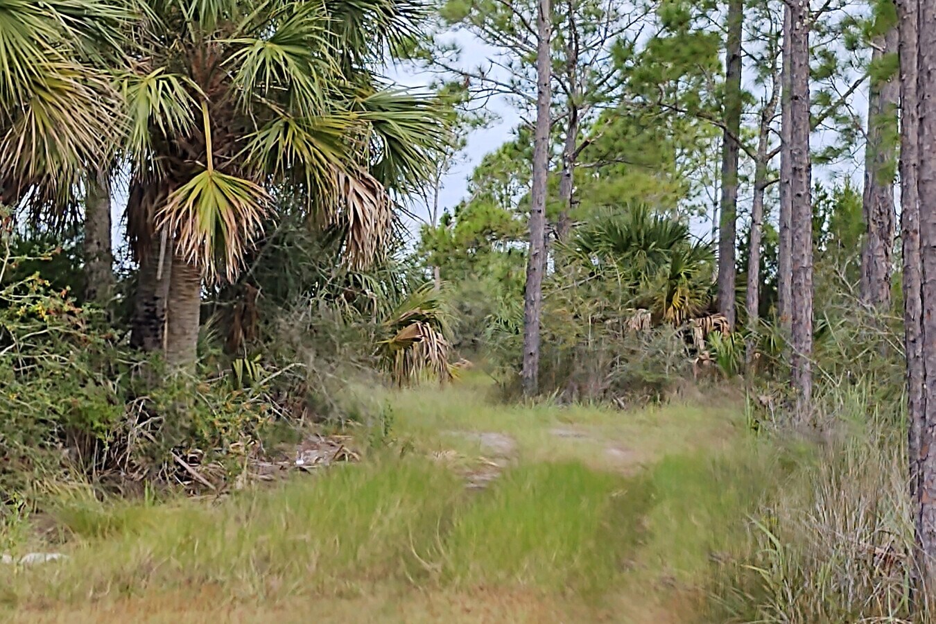 Yates Creek Rd, Perry, FL 32348