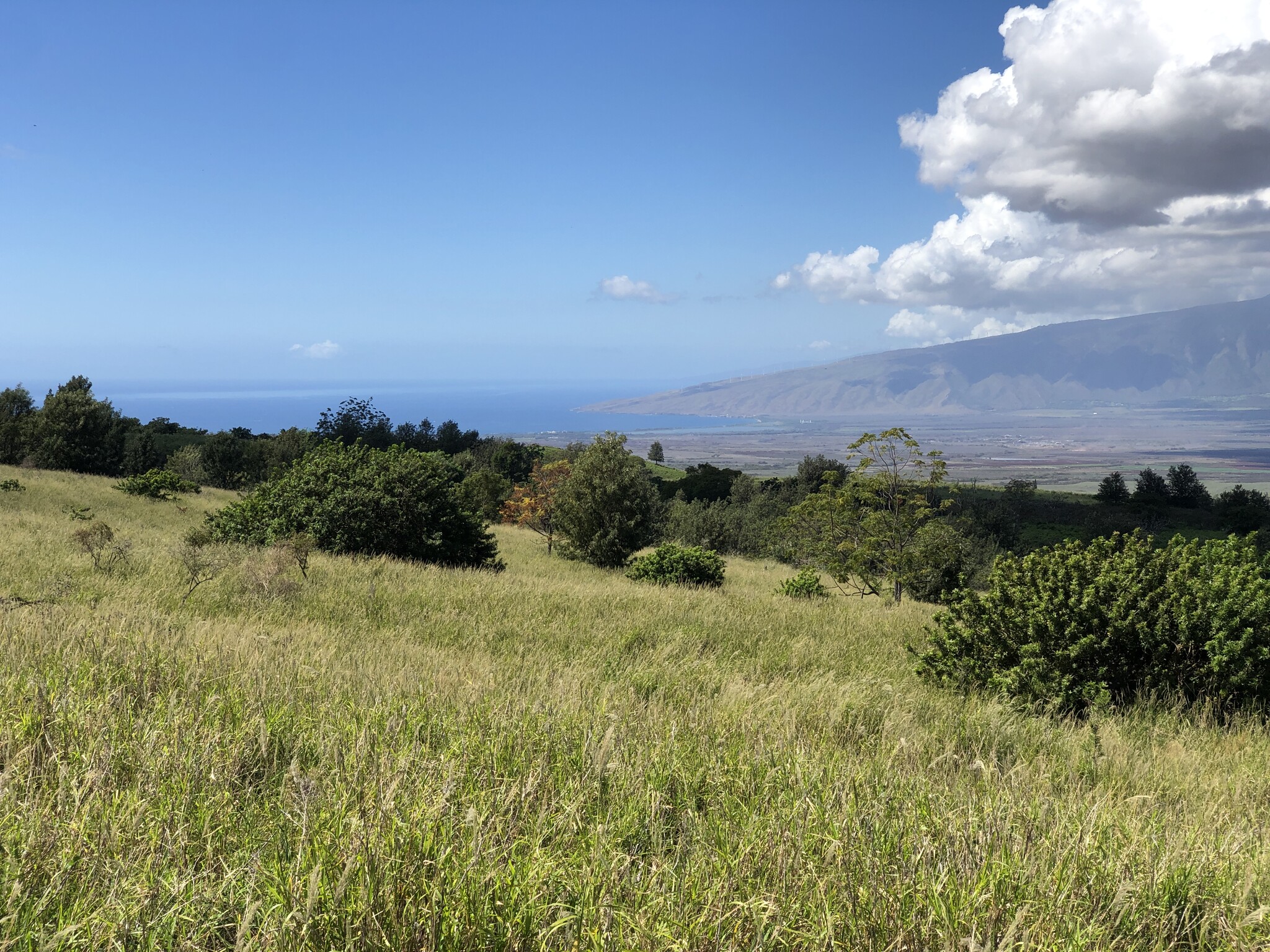 Lower Kula Road @ Kula Highway 37, Kula, HI 96790 - Kula's 646 Acre ...