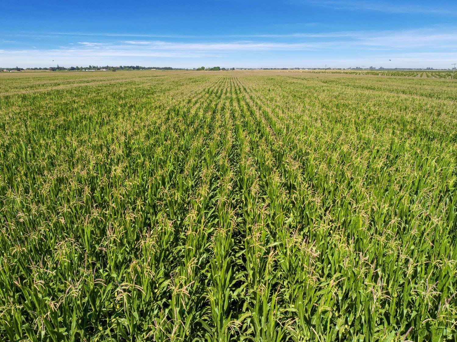 14156 CA-160, Walnut Grove, CA for sale Primary Photo- Image 1 of 1