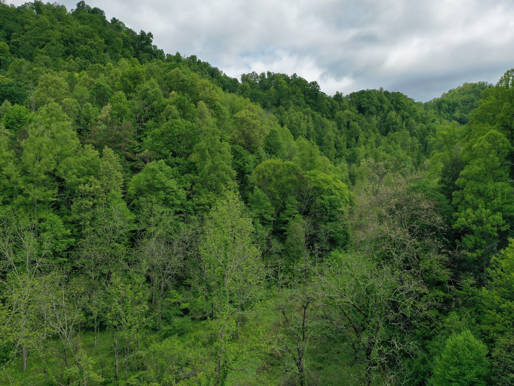 2797 Hamburg Rd, Mars Hill, NC 28754