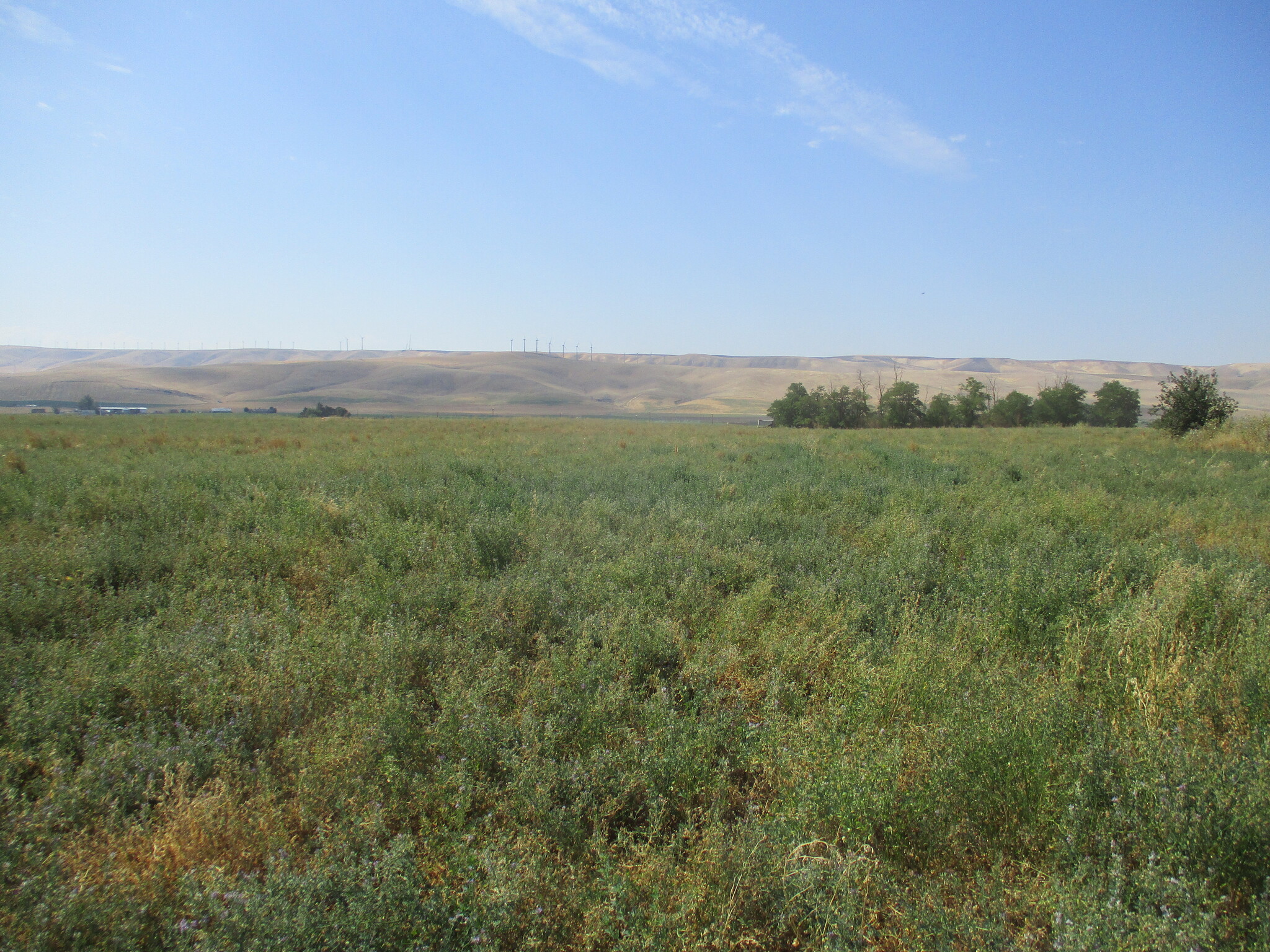 Thurber, Touchet, WA for sale Primary Photo- Image 1 of 4