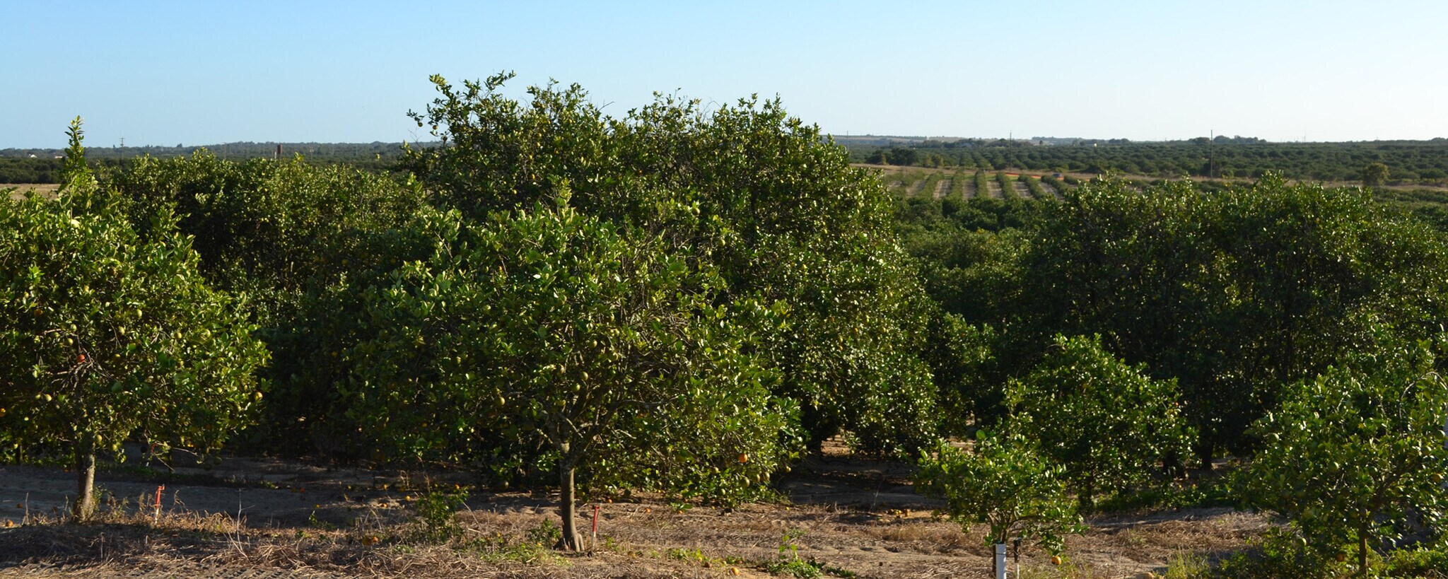 Garfield Nursery Road, Lake Wales, FL for sale Primary Photo- Image 1 of 1
