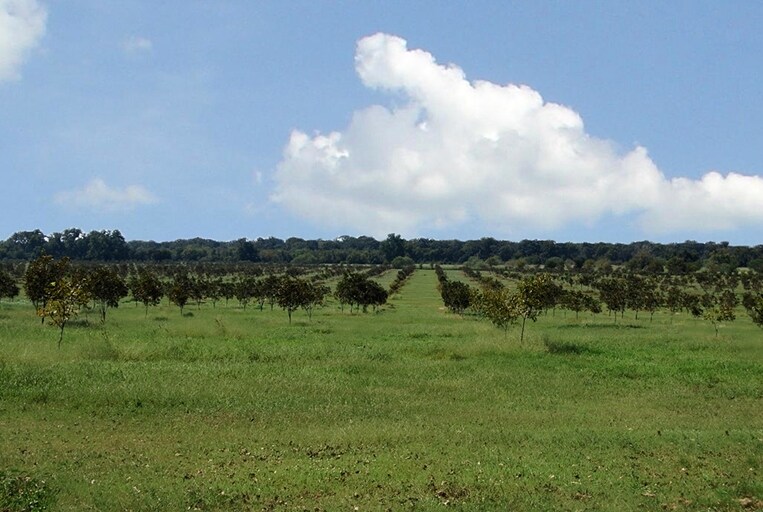 0 Rogers Rd, Fulshear, TX for sale - Primary Photo - Image 1 of 1