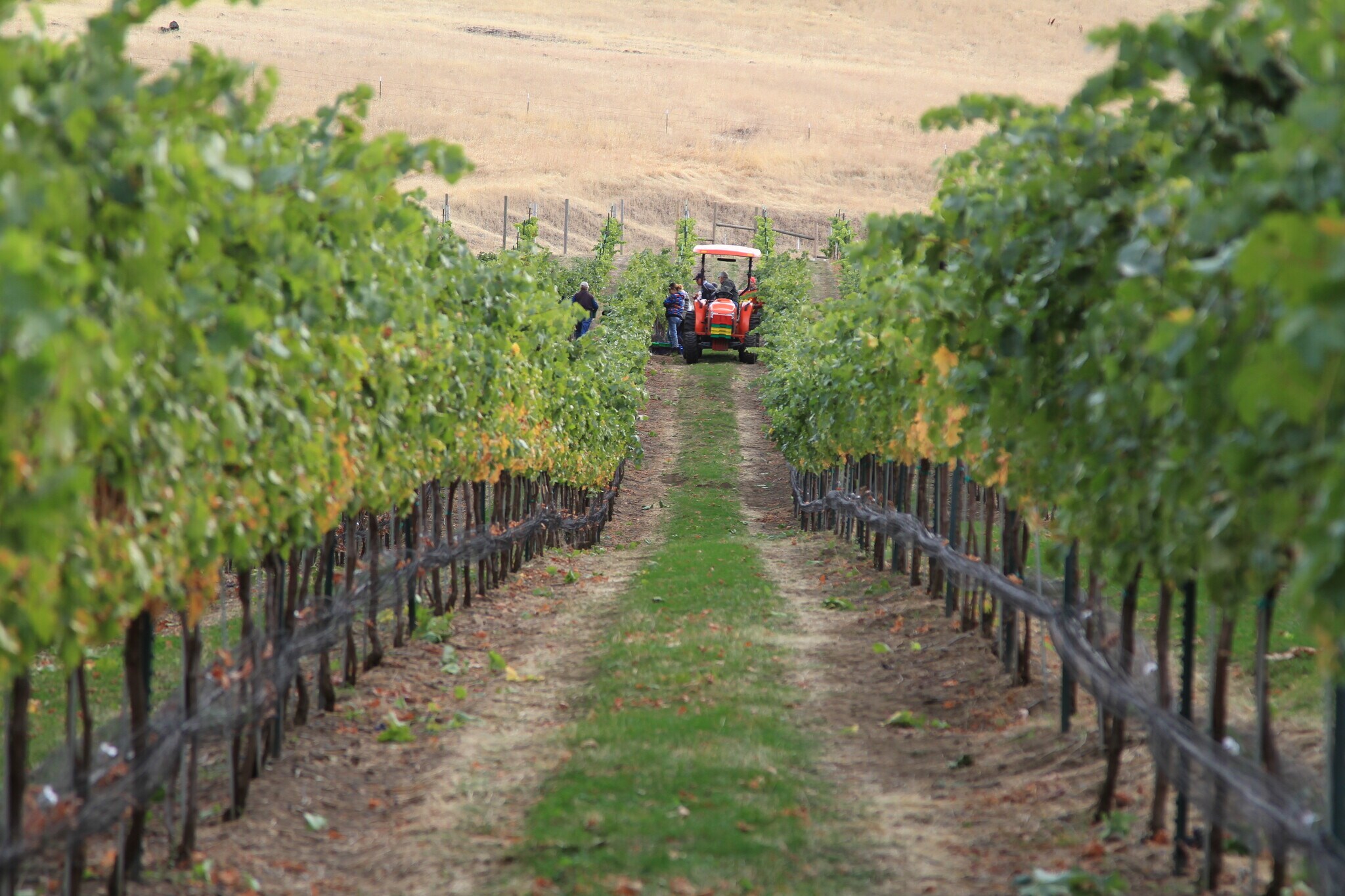 20154 Colter Creek Ln, Juliaetta, ID 83535 Colter's Creek Winery