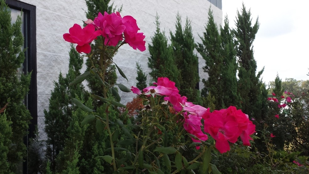 11441 Robertson Dr, Manassas, VA for lease - Building Photo - Image 2 of 4