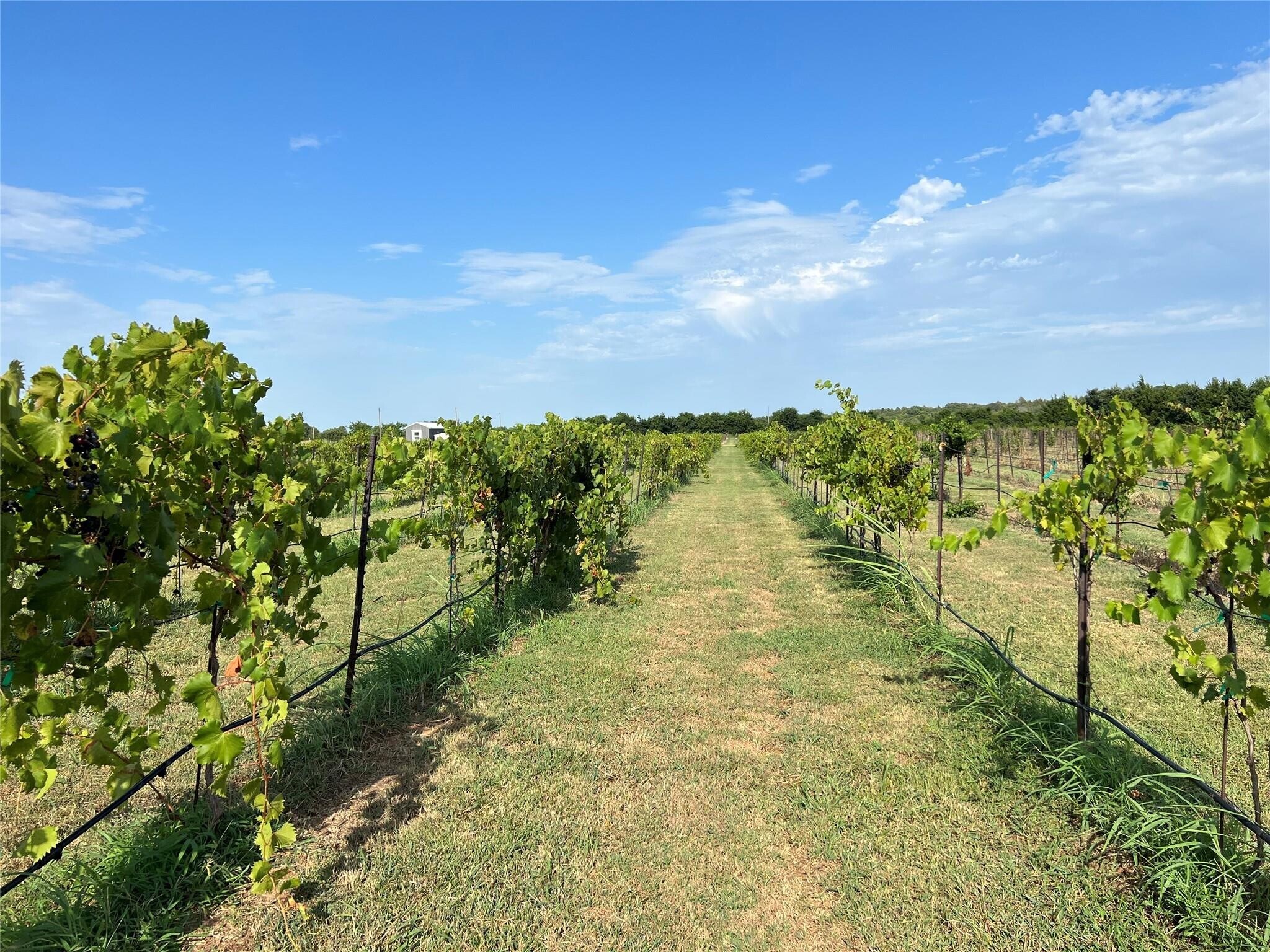 2348 Co 1035 rd, Ravenna, TX 75476 Land for Sale